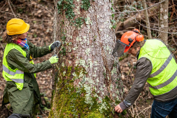 How Our Tree Care Process Works  in  Laurel Bay, SC