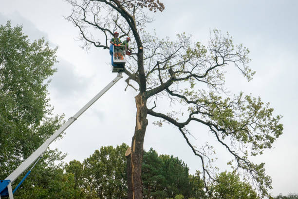 Best Residential Tree Removal  in Laurel Bay, SC