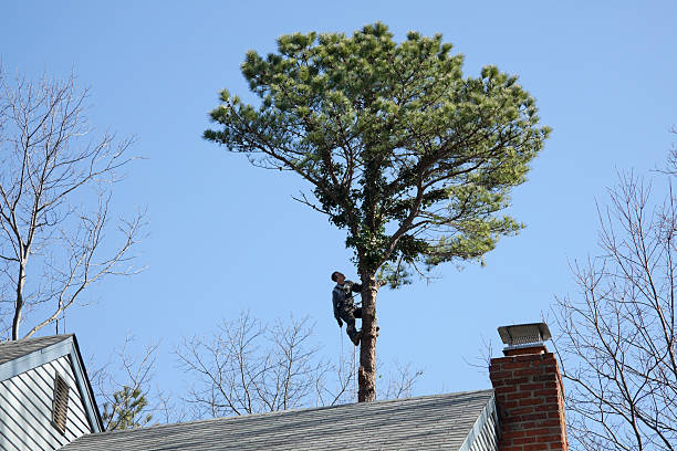 Soil Testing and Treatment in Laurel Bay, SC